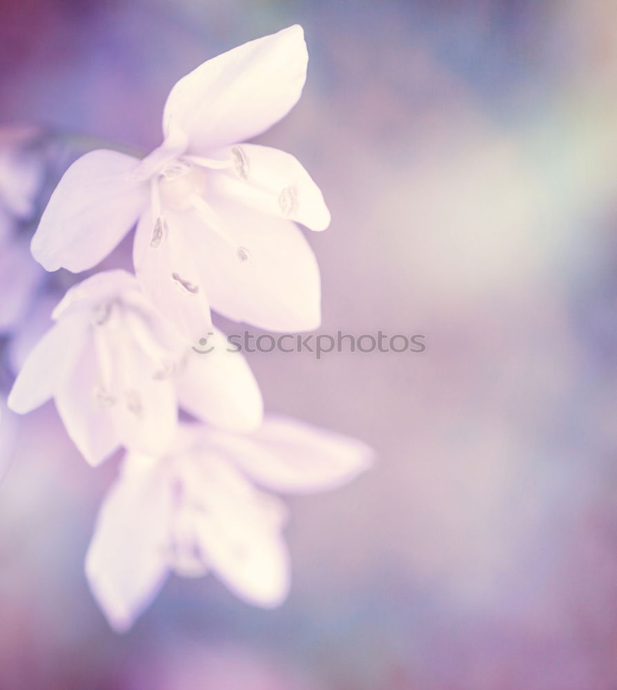 Similar – Image, Stock Photo ::16-27:: Nature Plant