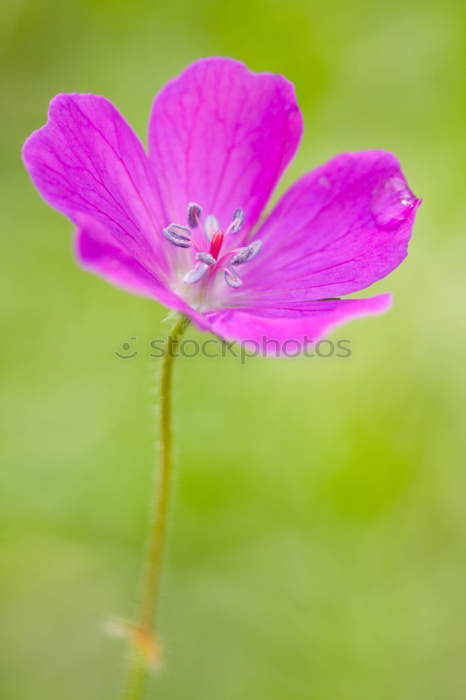 Similar – blue blossoms Nature Plant