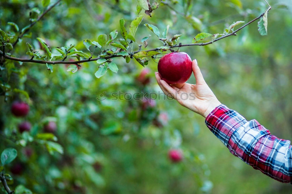 Similar – Image, Stock Photo Young man picking cherry berries from tree