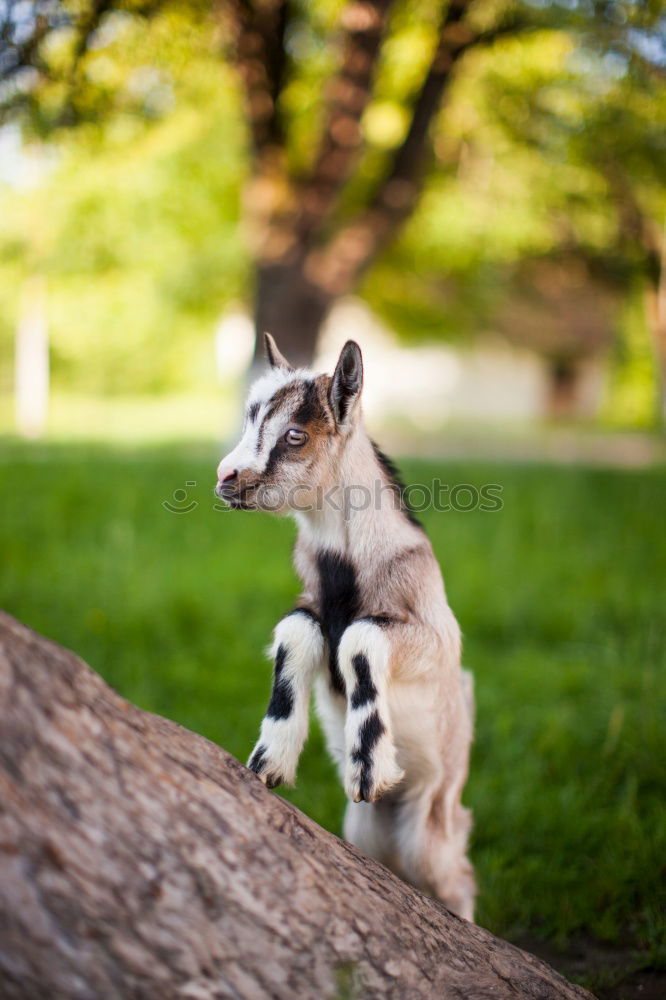 Similar – shepherd puppies playing in sunset light