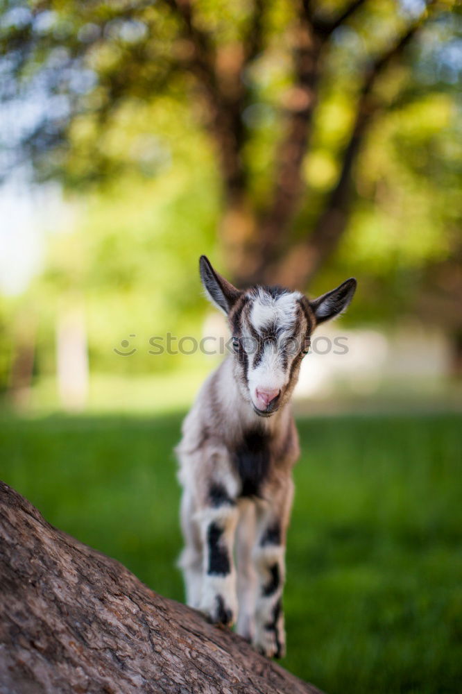 Similar – Image, Stock Photo Statue of white deer on middle finger