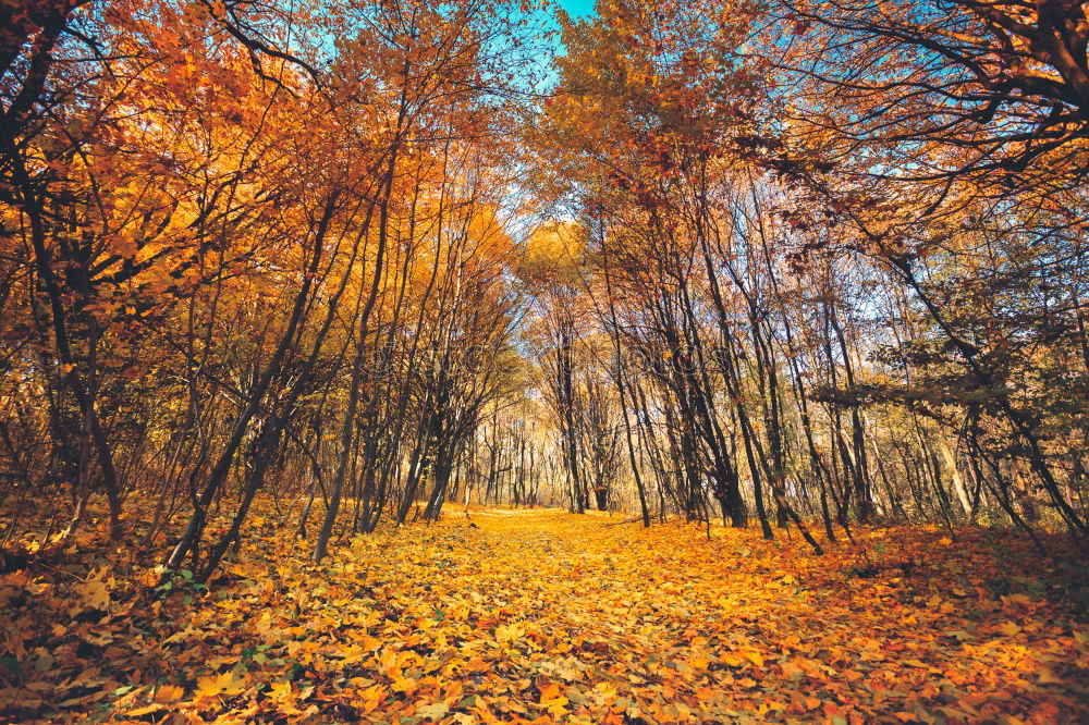 Similar – autumn burning Autumn Tree