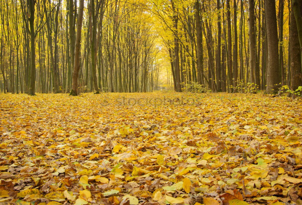 Similar – Autumn trail in yellow forest