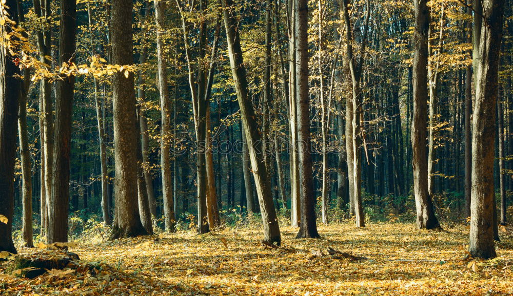 Rows of trees in forest