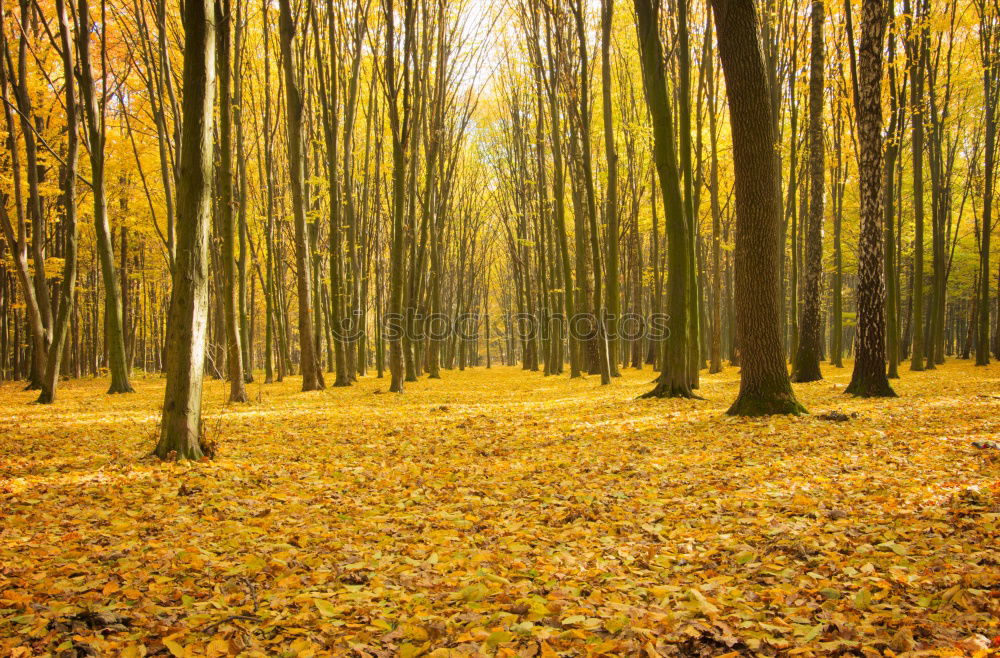 Similar – Image, Stock Photo autumn 1 Human being