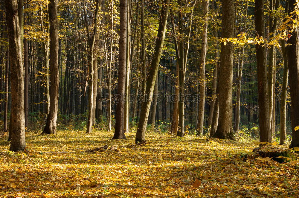 Similar – Rows of trees in forest