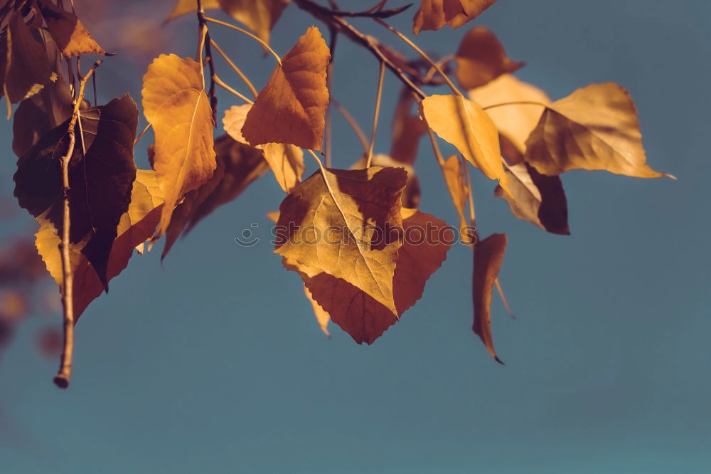 Similar – Image, Stock Photo it harbstet very much Leaf