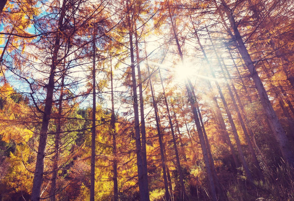 Similar – Image, Stock Photo Birch trees in autumn colors