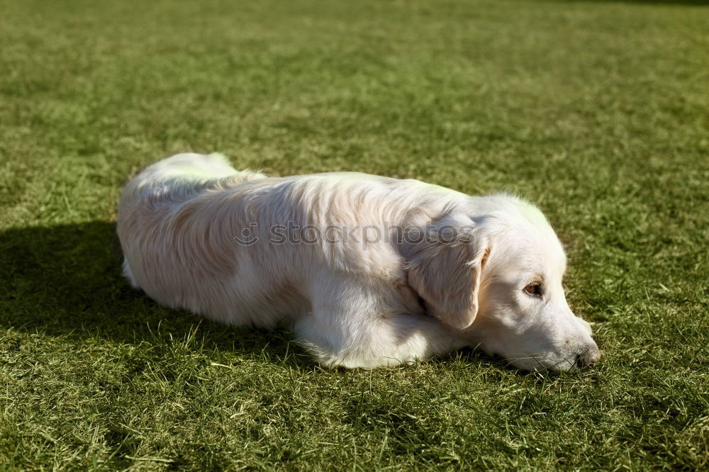 Similar – Image, Stock Photo I feeeeel good … Dog