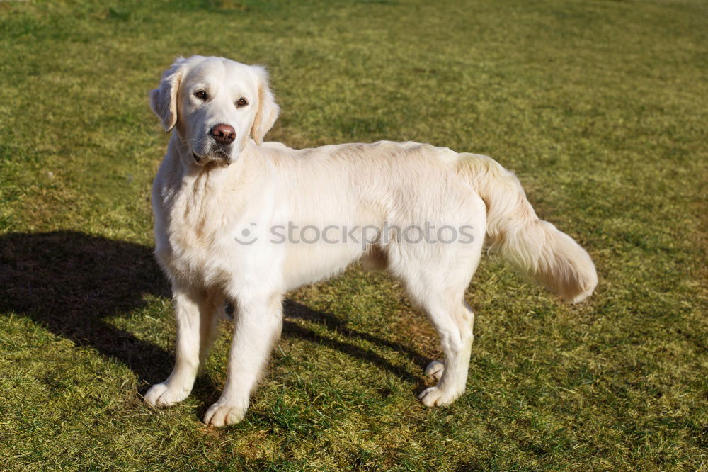 Similar – Golden Redriever Dog