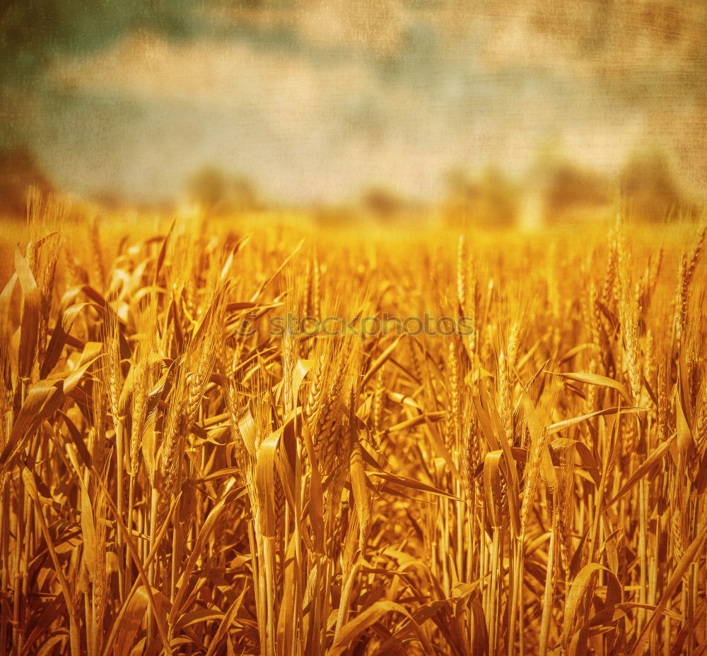 Similar – Golden ears of wheat on cereal field