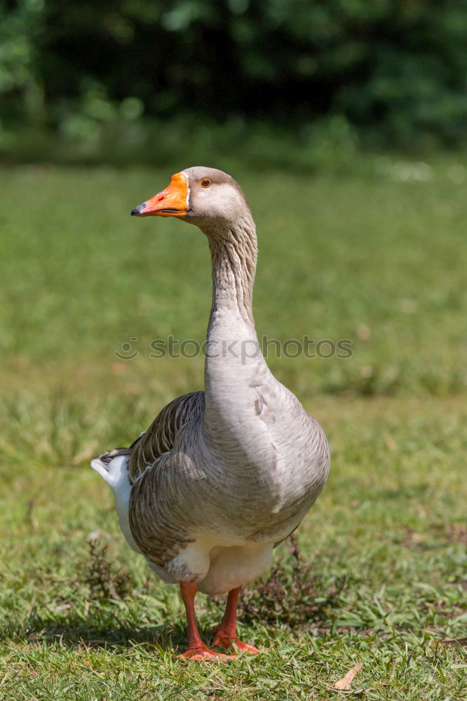 Similar – Foto Bild Schwan Futter Korn Herbst