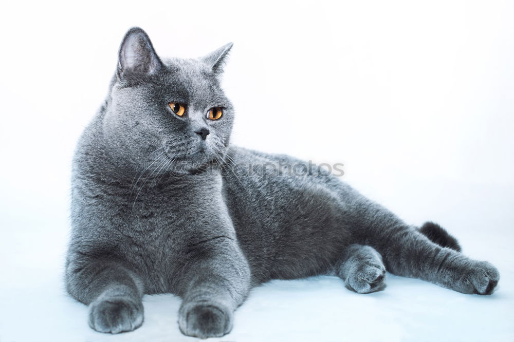 Similar – Image, Stock Photo cat Animal Pet Cat