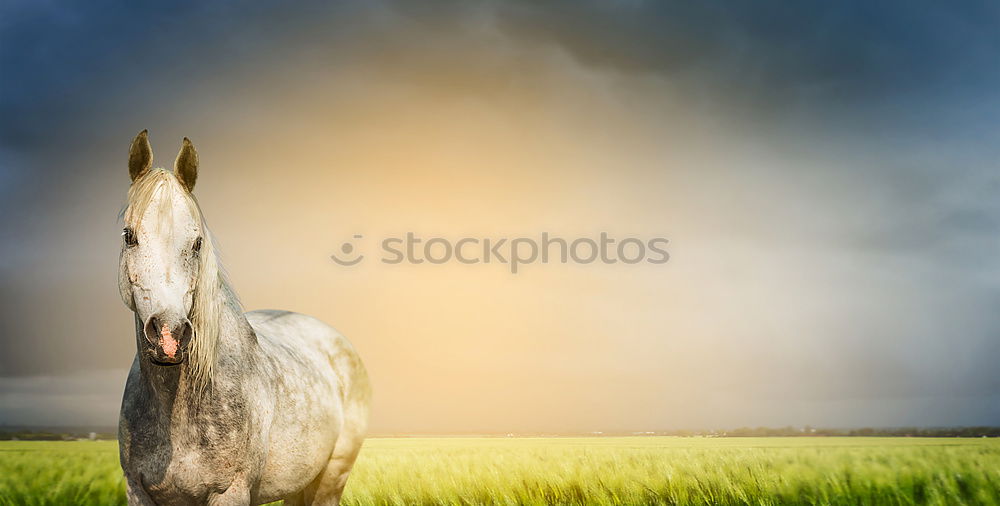 Image, Stock Photo Icelandic horses in the south of Iceland