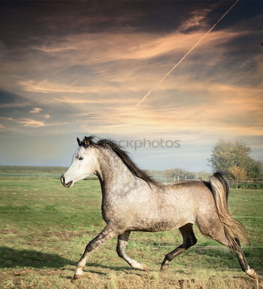 Image, Stock Photo Haflinger. Horse Pasture