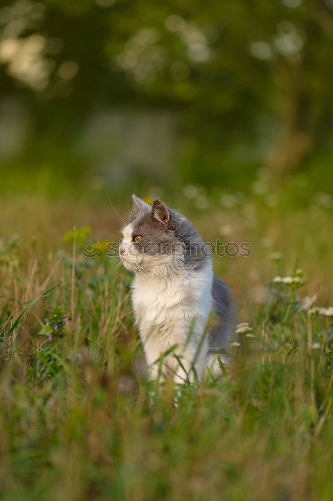 Similar – Foto Bild Gestatten, Hörnchen. Tier