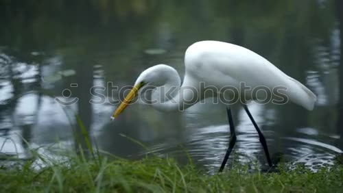 Similar – Image, Stock Photo bird Bird Zoo Ocean White