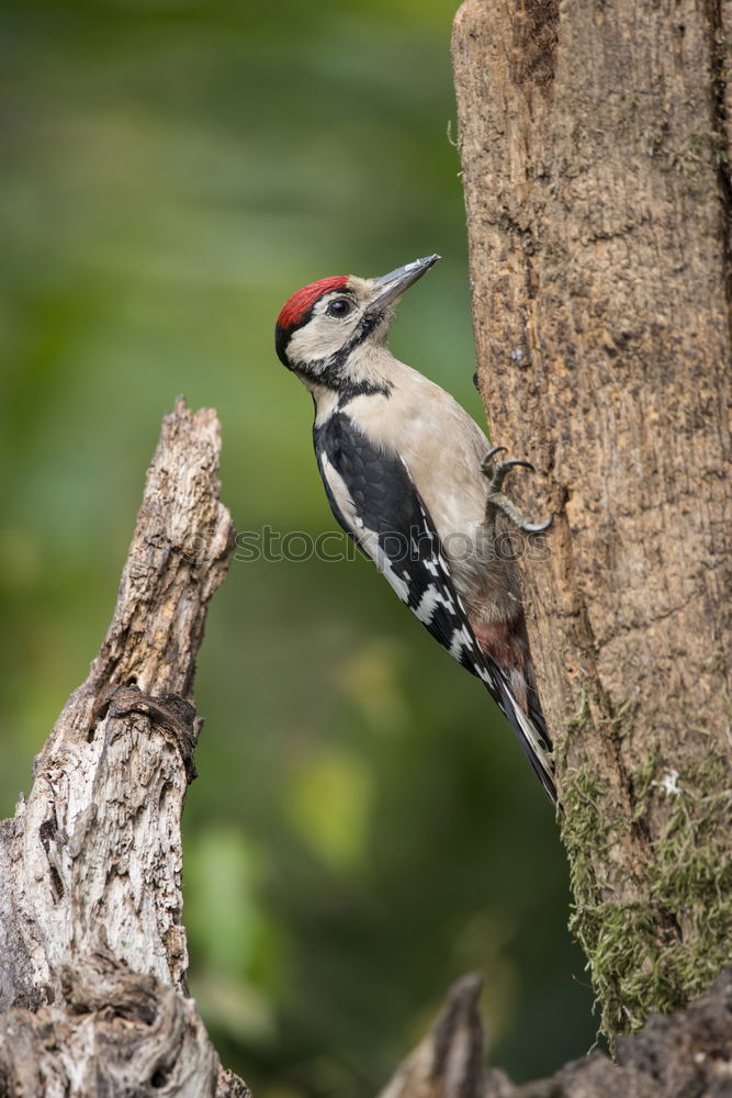 Similar – kingfisher Bird Tree