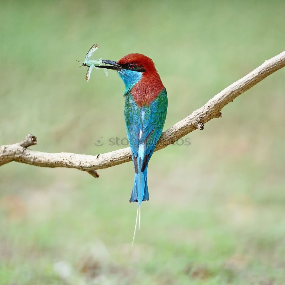 Similar – Image, Stock Photo the catch Animal Bird 1