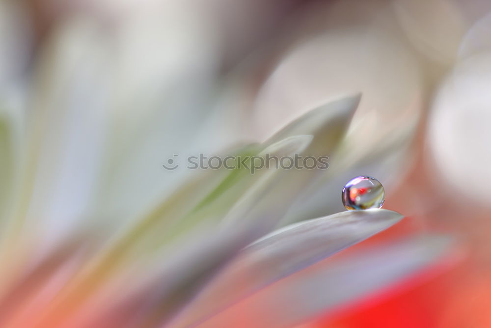 Similar – Image, Stock Photo sunbath Leaf