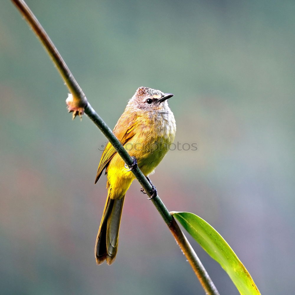 Similar – Image, Stock Photo Southern Fiscal Shrike