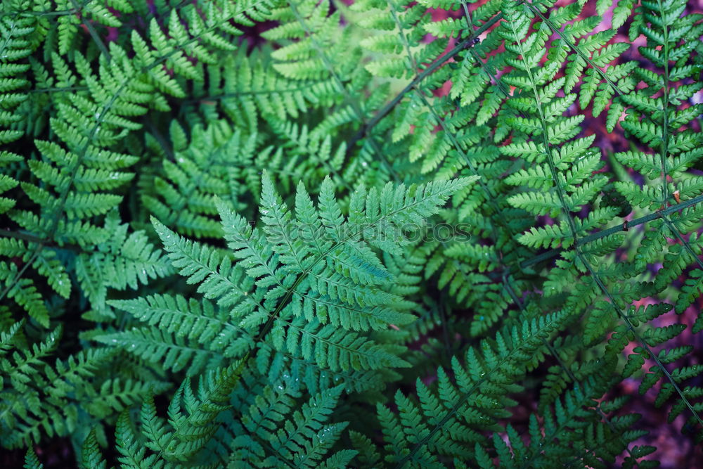 Similar – Fern Plants Pteridopsida