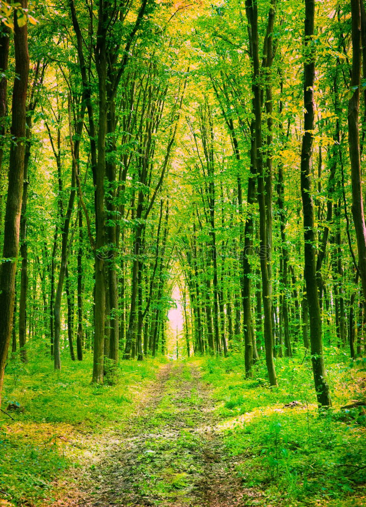 Similar – Green forest Beautiful