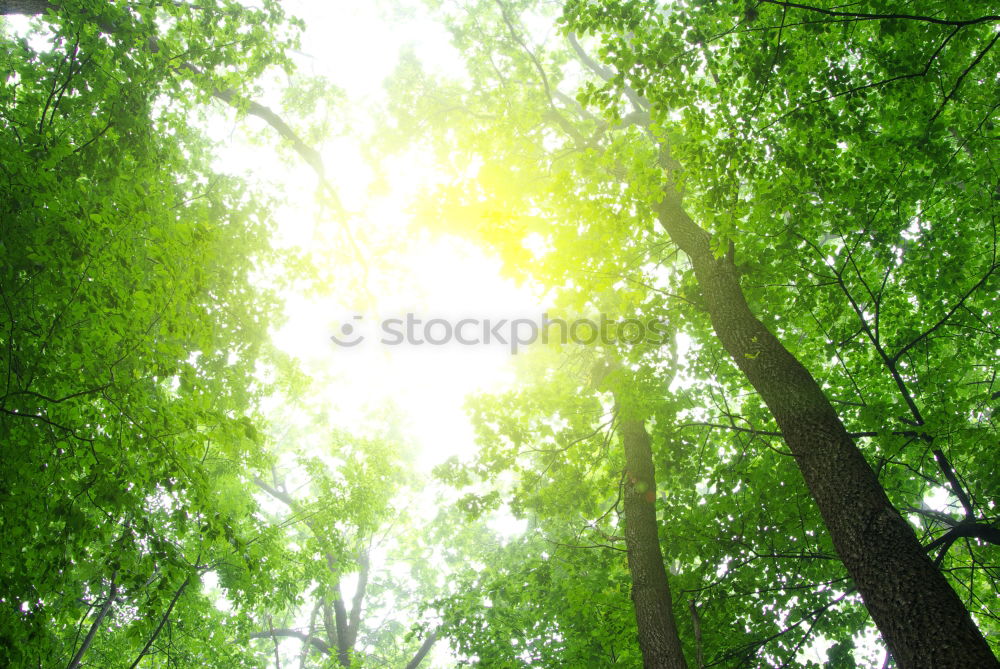 Similar – Mirror Forest Tree Nature