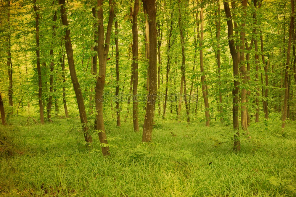 Similar – Image, Stock Photo undergrowth Green Tree