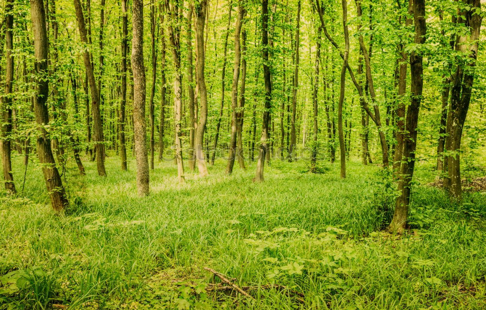 Similar – Zauberwald Wald Birke