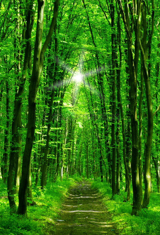 Similar – Green Avenue in Ireland