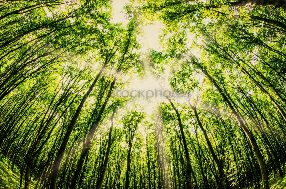 Similar – Image, Stock Photo leafy Summer Sunbeam