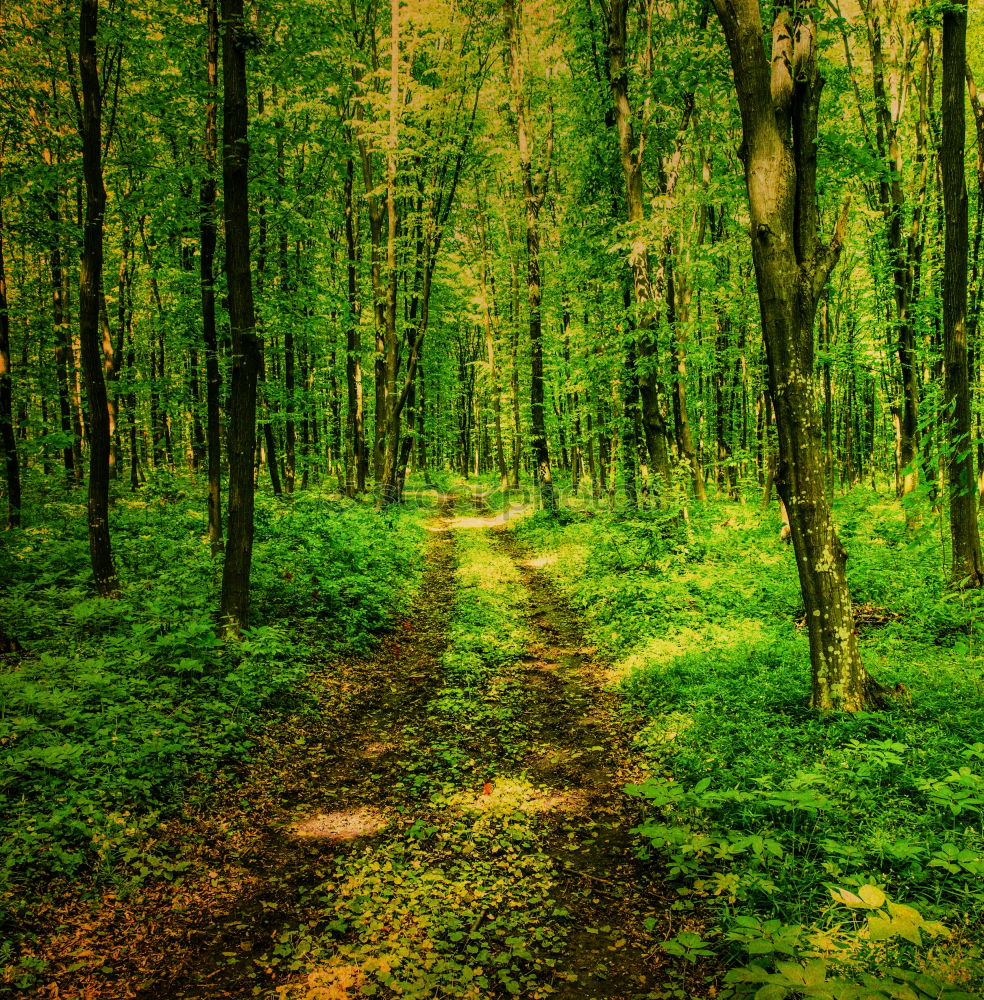 Auf dem Holzweg Umwelt