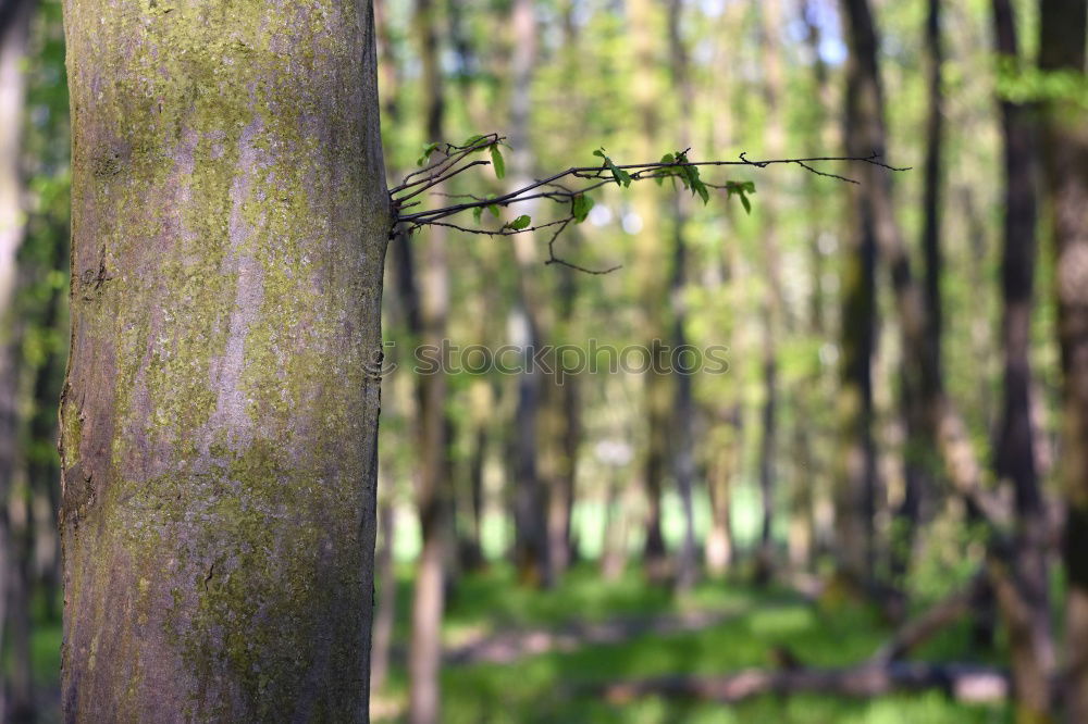 The climbing forest…