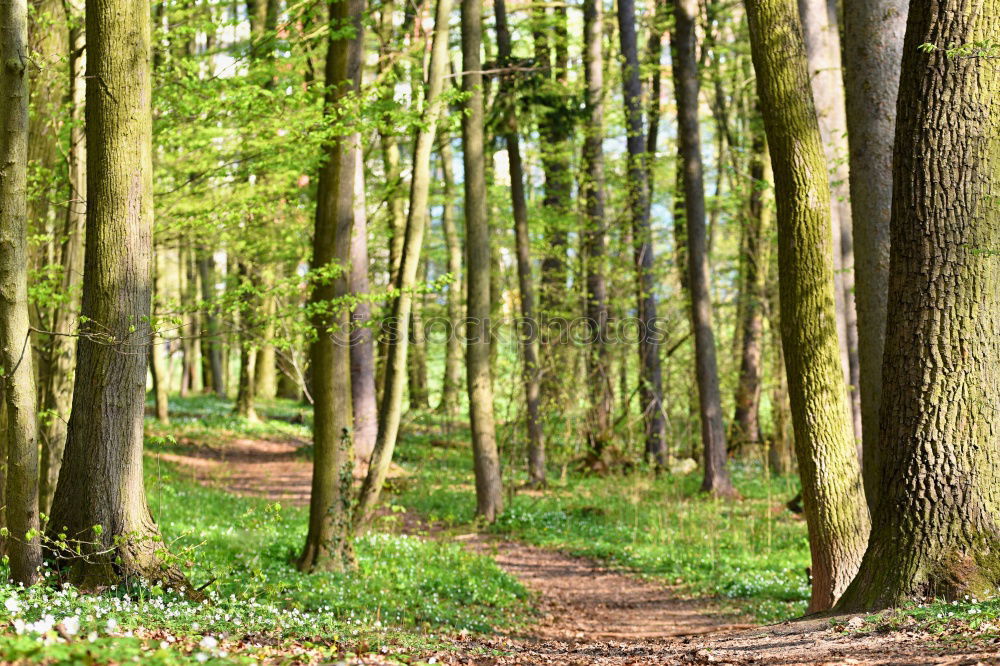 Similar – Foto Bild Kiefernwald Natur Pflanze