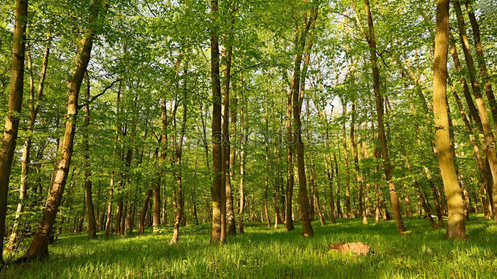 Similar – Foto Bild Herbstwald Wald Baum