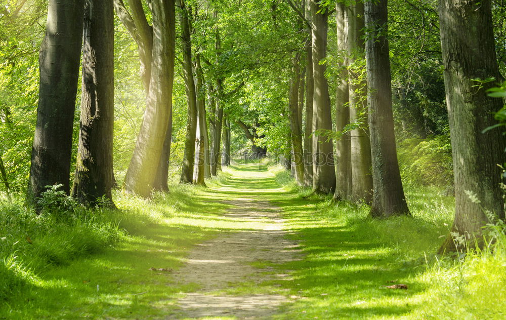 Similar – Image, Stock Photo birch avenue Birch tree