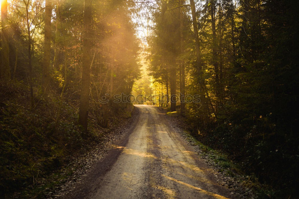 Similar – Landscape of road running away in woods