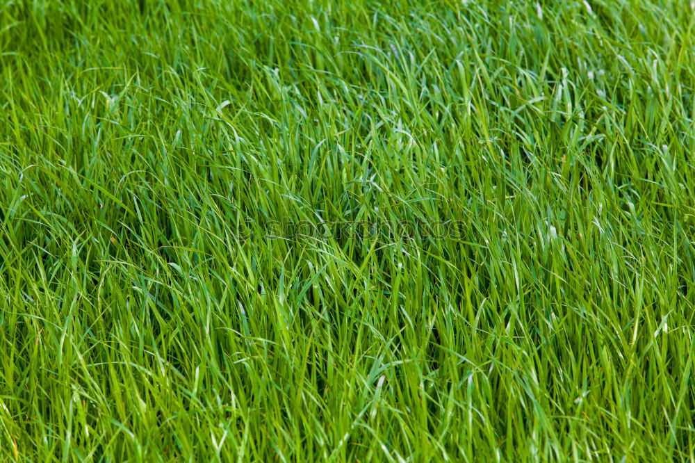 Similar – green side of life Grass