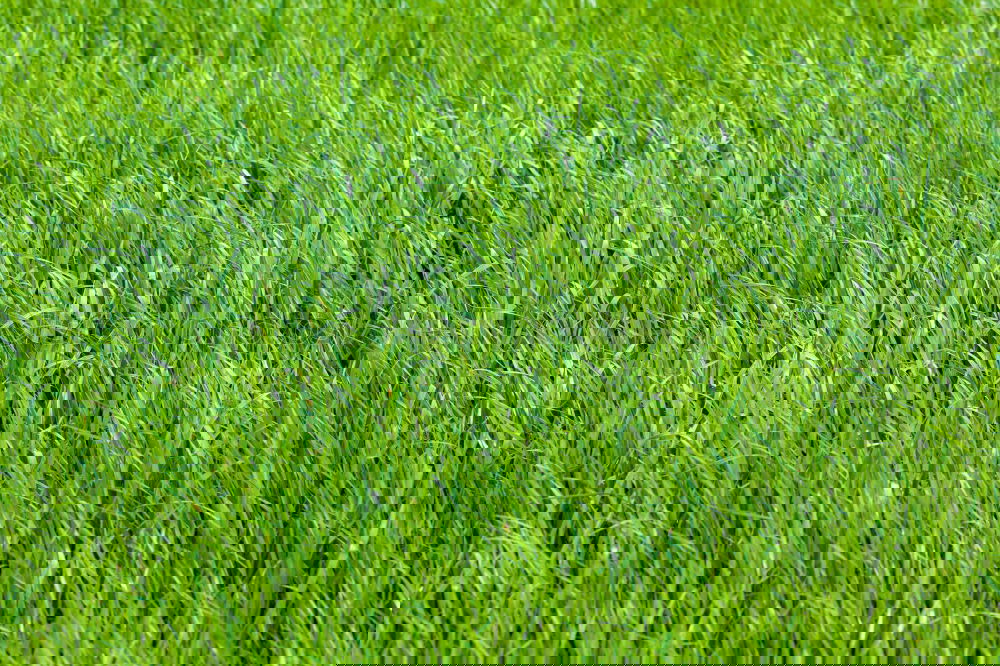 Similar – Image, Stock Photo Uncut green lawn / grass.
