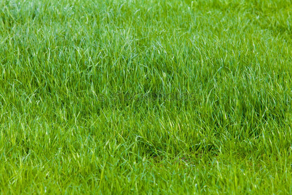 Similar – lawn edge Green Soft Grass