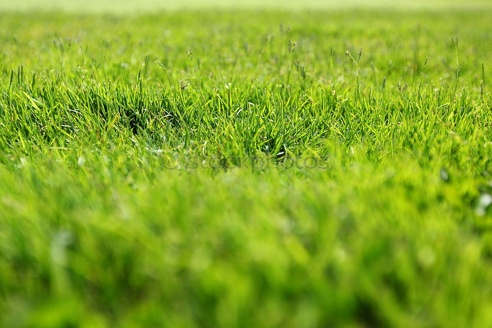 Similar – Image, Stock Photo The grass is green Grass