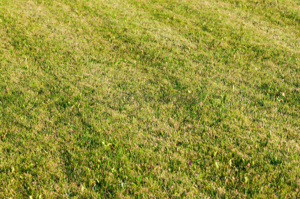 Similar – garden fence Plant Grass