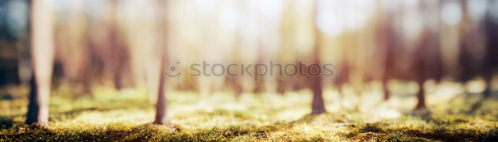 Forest on the background of the sun’s rays in the spring