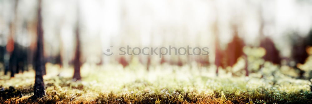 Similar – Dense fog above the valley, in autumn. In the Alps in Austria.