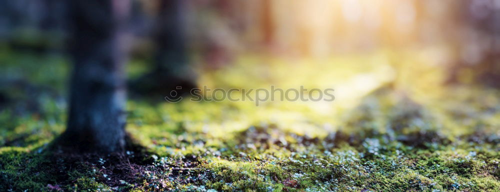 Similar – Image, Stock Photo The morning hour has… A beam of light shines on a small clearing. Between trees and in the background a hill with flowers and grass.