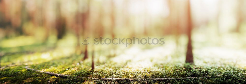 Similar – Image, Stock Photo Spider’s web in autumn against the light