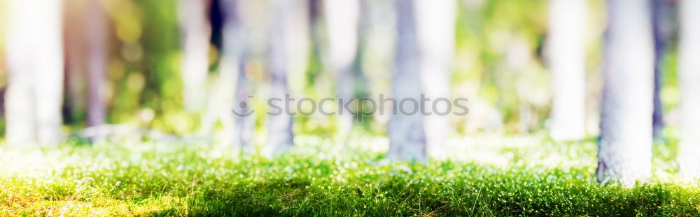 Similar – Image, Stock Photo grass Environment Esthetic