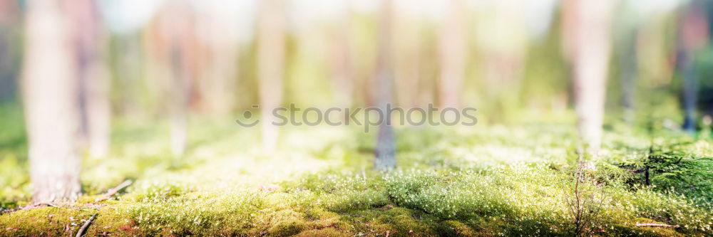 Similar – Image, Stock Photo sole Environment Nature