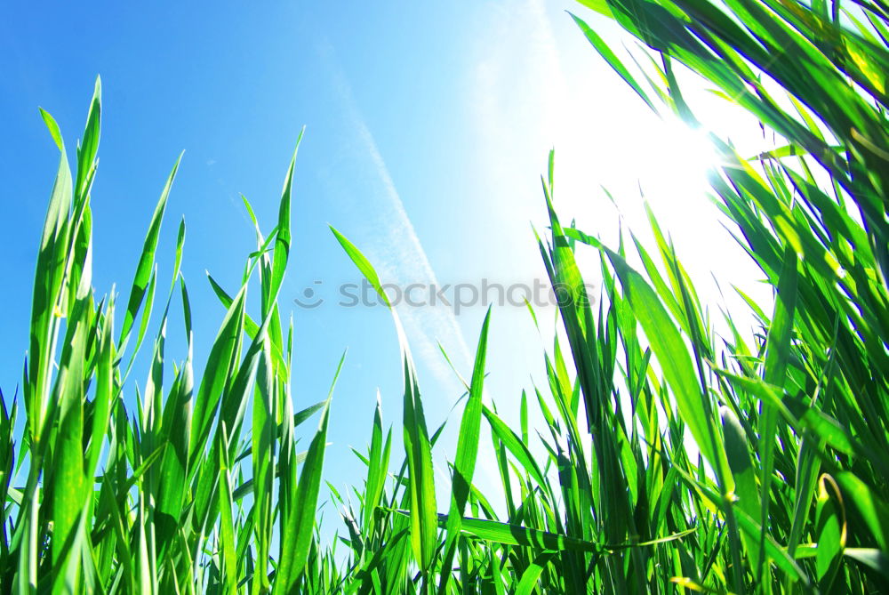 Similar – Image, Stock Photo Corn field in the summer